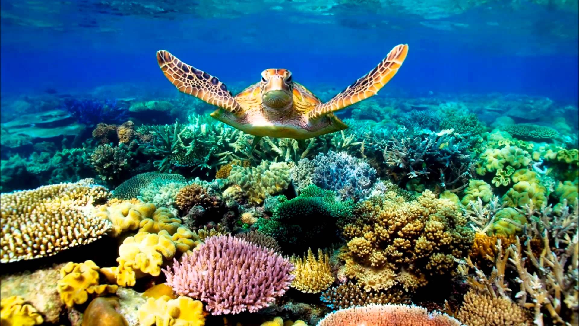 cairns-australia-a